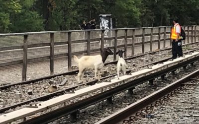 Goats Delay Brooklyn Subway Trains